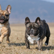 Image for article titled Your Dog Can Tell When Someone Is Mean To You